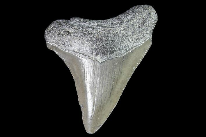 Juvenile Megalodon Tooth - Georgia #83615